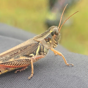 Meet your Posher, Raeanne